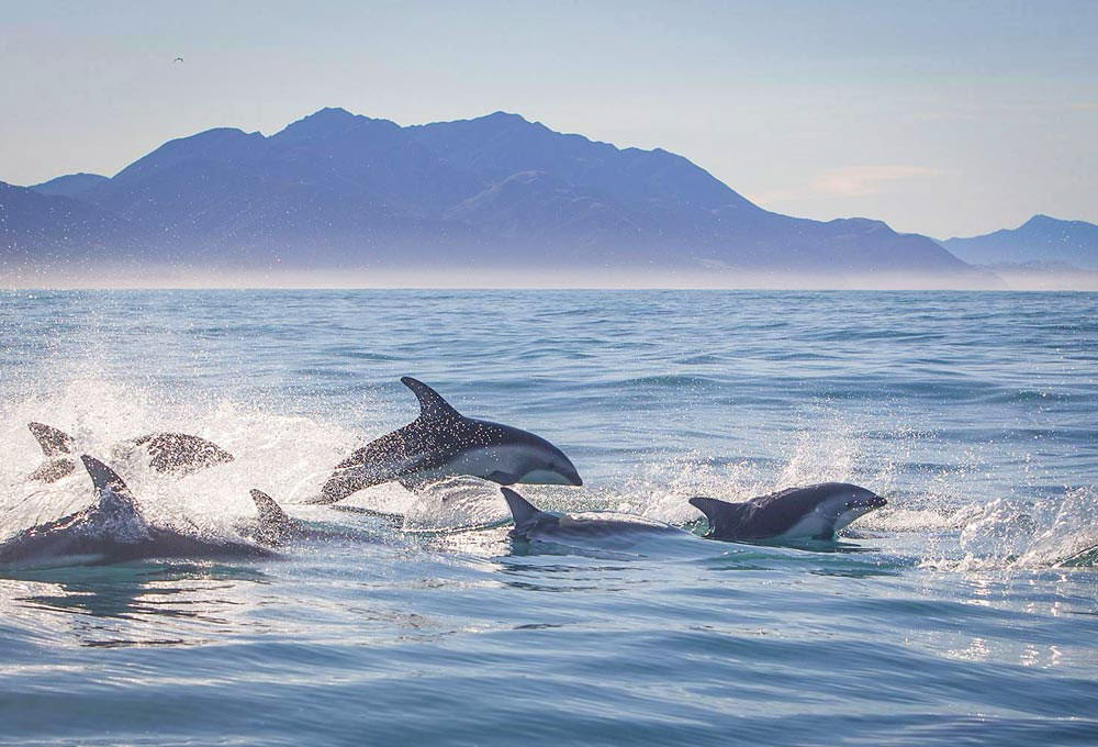 An encounter with a pod of dolphins in Kajkoura, New Zealand.