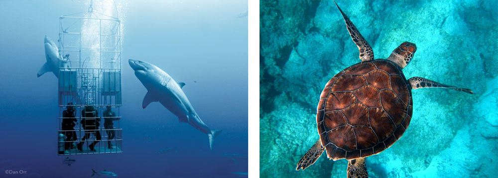 A truly humbling, once-in-a-lifetime experience - a dive with Great Whites. How can you want to swim with a sea turtle?