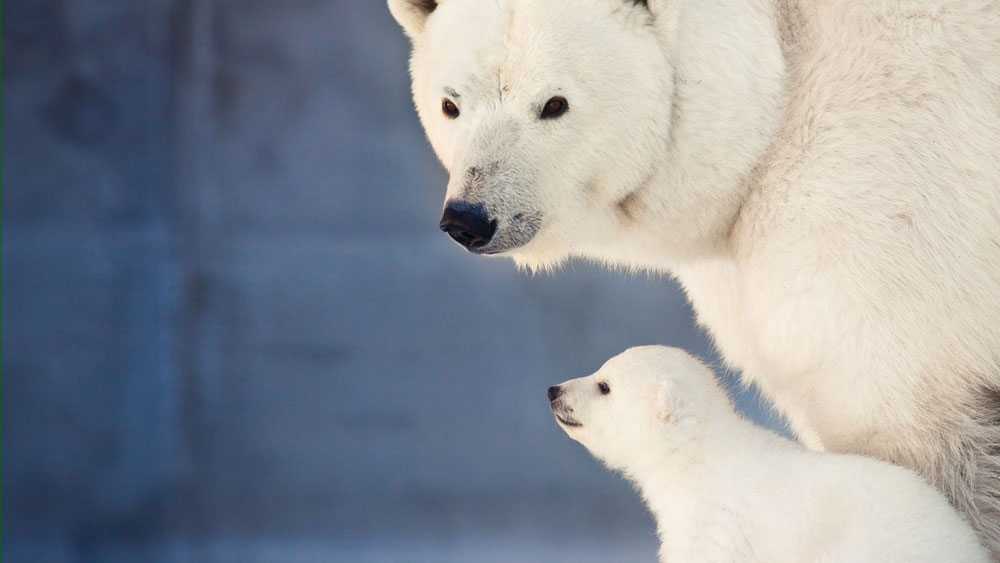 Above: One of the world’s most beautiful creatures - The Polar Bear