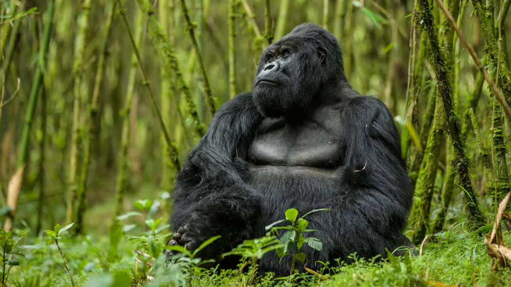 A gorilla in the rainforests of Rwanda - a sight that is sure to stay with you for the rest of your life!