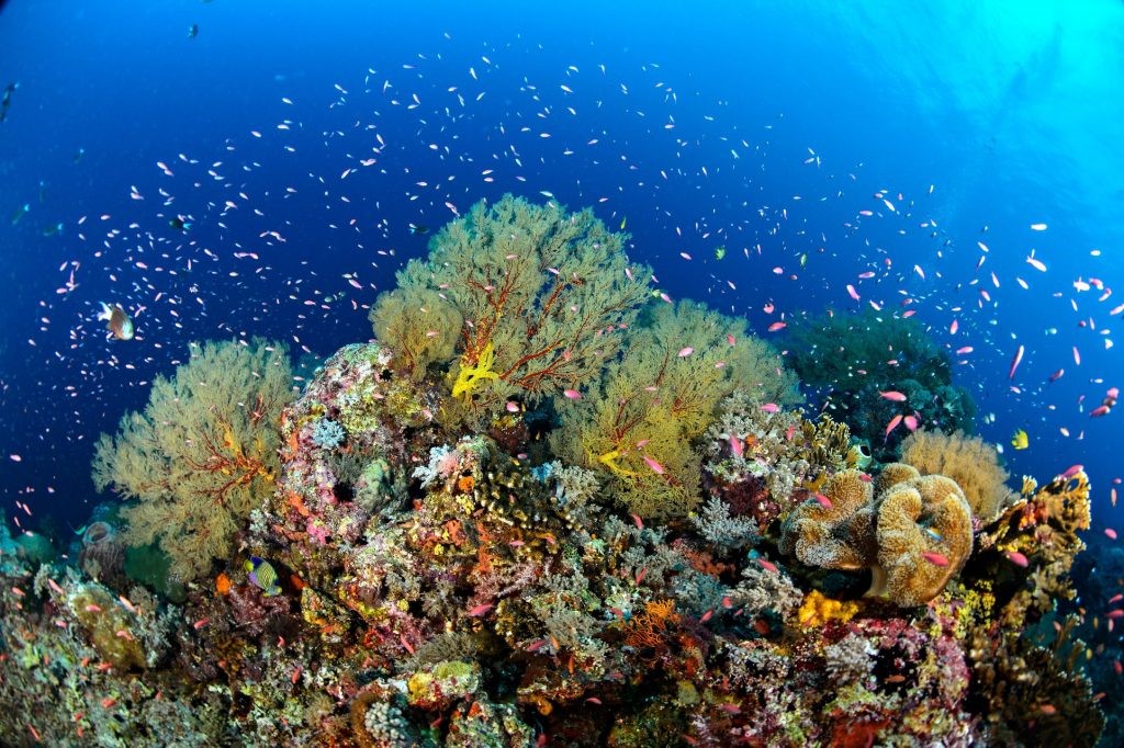 The Tubbataha Reef - considered as one of the best dive spots in the Philippines
